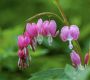 gebroken-hartje-dicentra-spectabilis 2.jpg